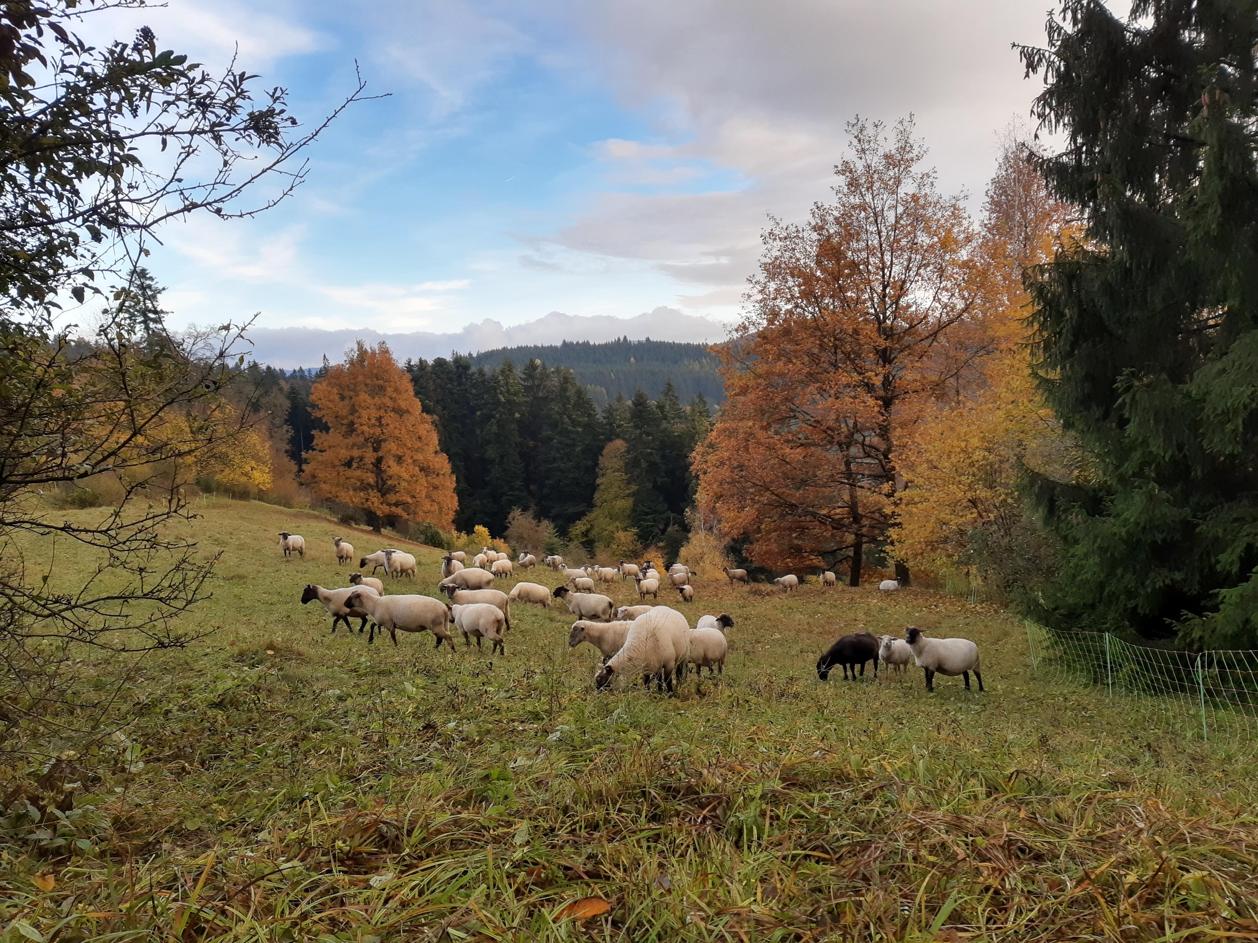 IMG_20201031_151852889_HDR