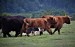 dsc_0095--2-
